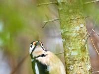 Buntspecht Männchen